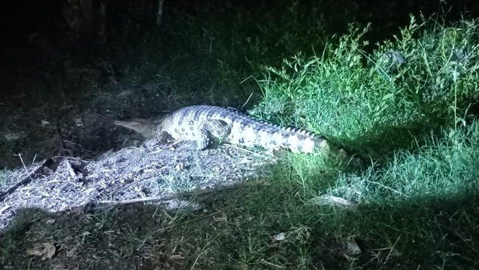 Buaya 3 meter muncul di permukiman warga di Wajo.