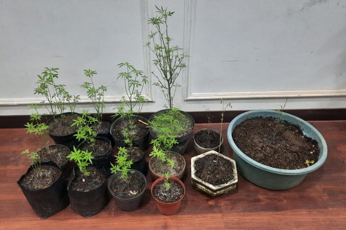 Ganja yang ditanam di pekarangan rumah warga Malang.