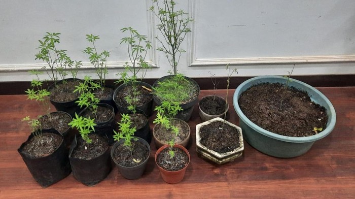 Ganja yang ditanam di pekarangan rumah warga Malang.