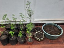 Arji Ditangkap Tanam Ganja Dalam Rumah di Malang, Dari Mana Bibitnya?