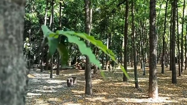 Hutan Kota Kraksaan Probolinggo.