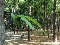 Wisata Edukasi Hutan Kota Kraksaan Probolinggo, Ada Apa Saja?