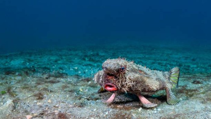 Ikan kelelawar berbibir merah atau Red-lipped batfish (Ogcocephalus darwini)