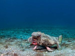 8 Ikan Paling Aneh di Dunia, Ada yang Kepalanya Transparan
