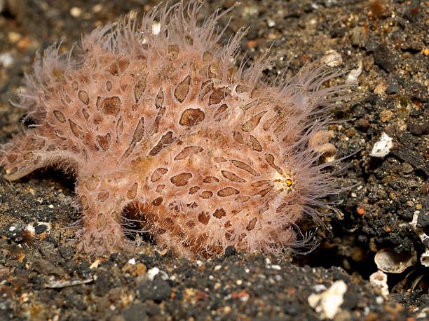 ikan kodok berbulu atau Striated hairy frogfish (Antennarius Striatus)