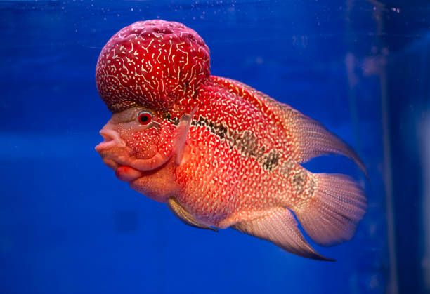 Ikan Louhan atau red cichlid flowerhorn (Amphilophus hybrid)