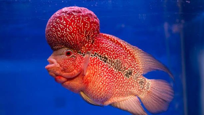 Ikan Louhan atau red cichlid flowerhorn (Amphilophus hybrid)