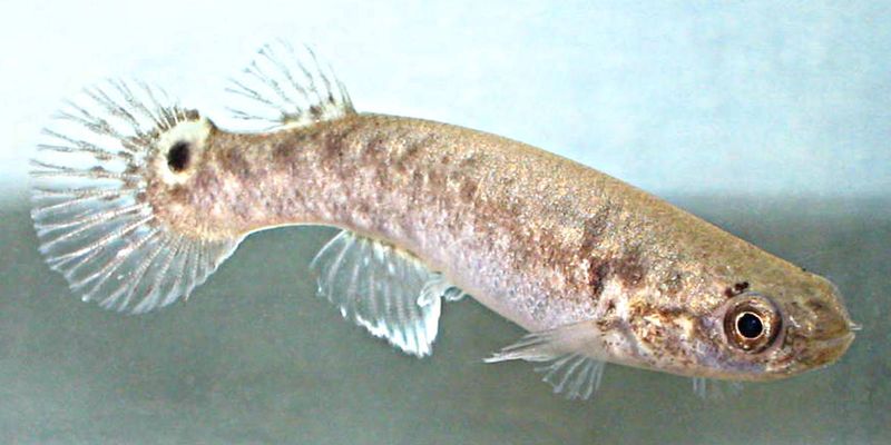 Ikan mangrove killifish atau mangrove rivulus (Kryptolebias marmoratus)