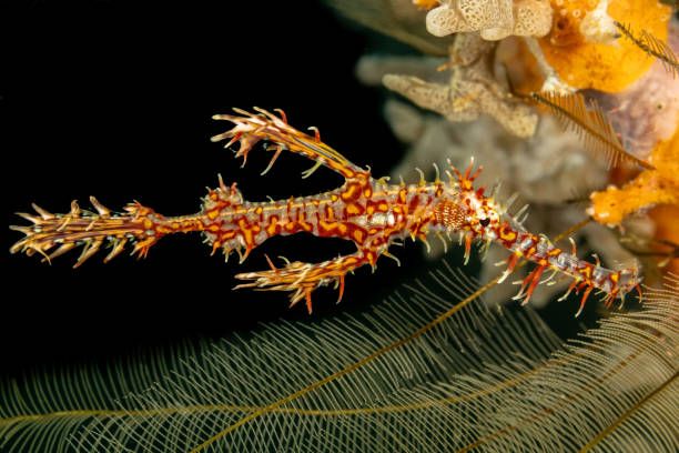 Ikan Pipa Hantu Ornate atau Ornate Ghost-Pipefish (Solenostomus paradoxus)