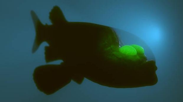 Ilustrasi Ikan Barreleye Pasifik atau Pasific Barreleye Fish (Macropinna microstoma)