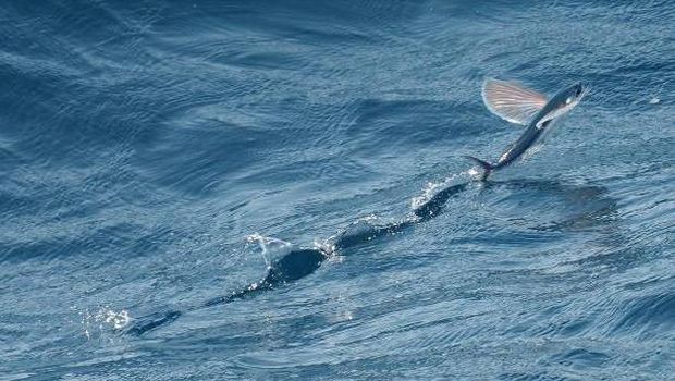 Ikan terbang atau Flying Fish