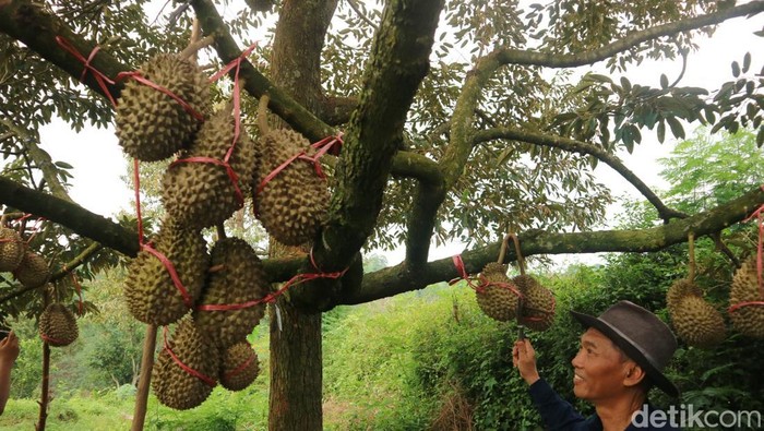 Kampung durian di Desa Sampok, Kecamatan Gunungwungkal,Pati,  menjadi tujuan wisata saat musim liburan, Sabtu (28/12/2024).
