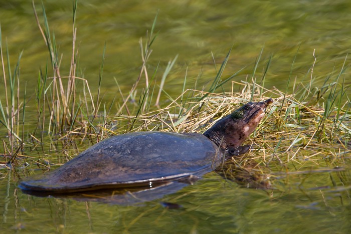 Florida Softshell turtle