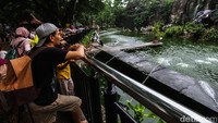 Pengunjung melihat satwa di Taman Margasatwa Ragunan, Jakarta Selatan, Sabtu (28/12/2024). Ragunan masih menjadi salah satu destinasi wisata favorit menghabiskan momen Natal dan tahun baru (Nataru).