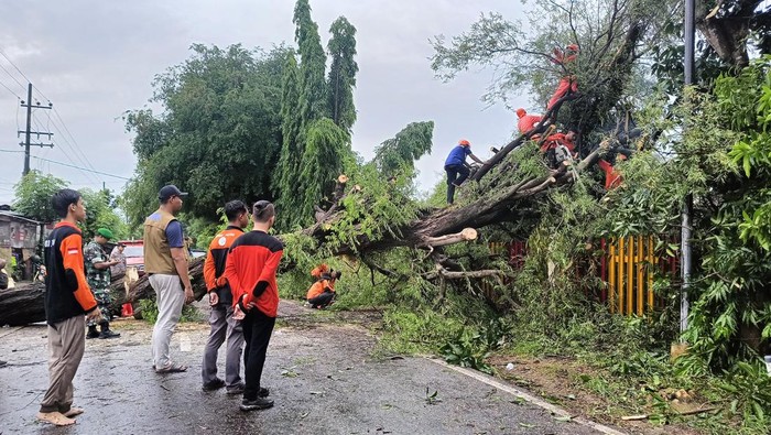 pohon asam tumbang di Pamekasan