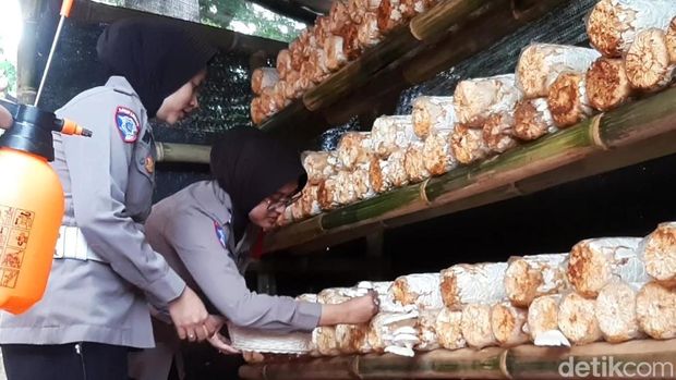 Polwan Polres Karawang saat memanen jamur tiram di Pospam rest area kilometer 57 Tol Japek