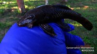 Spesimen ikan lele bristlenose (Ancistrus sp.), dari spesies baru yang ditemukan.