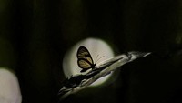 Spesimen kupu-kupu sayap bening (Oleria sp.), dari salah satu dari 218 spesies kupu-kupu. Penemuan ini menggarisbawahi kekayaan keanekaragaman hayati Amazon, yang menekankan perlunya upaya konservasi berkelanjutan di wilayah tersebut.