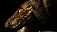 Spesimen ular boa pohon Amazon (Corallus hortulana), spesies ular boa arboreal. Ekspedisi tersebut juga menemukan 48 spesies baru yang berpotensi, yang memerlukan studi lebih lanjut untuk memastikan kebaruannya.