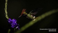 Spesimen burung coquette jambul merah (Lophornis delattrei), dari spesies burung kolibri. Tim tersebut mengidentifikasi beberapa mamalia, ikan, amfibi, dan kupu-kupu baru di lanskap Alto Mayo yang dipengaruhi manusia.
