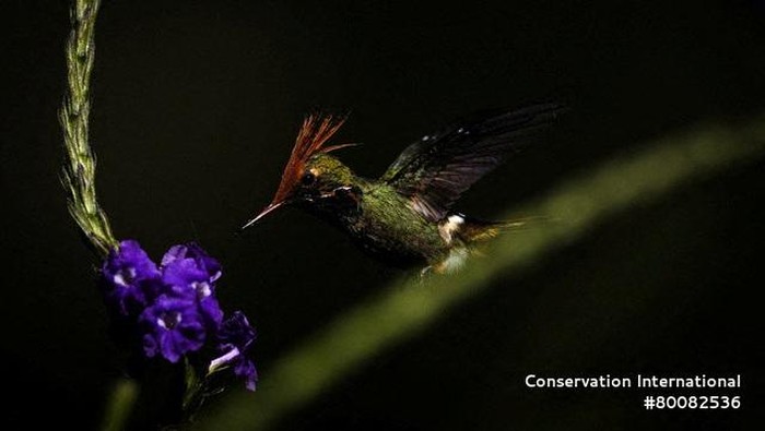 Ilmuwan menemukan 27 spesies baru selama ekspedisi di hutan hujan Amazon Peru. Tim tersebut mengidentifikasi beberapa mamalia, ikan, amfibi, dan kupu-kupu baru.