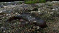 Spesimen ikan berkepala gumpalan (Chaetostoma sp.), yang diamati selama ekspedisi ke wilayah Alto Mayo, Peru. Ilmuwan menemukan 27 spesies baru selama ekspedisi di hutan hujan Amazon Peru, yang dipimpin oleh Conservation International.