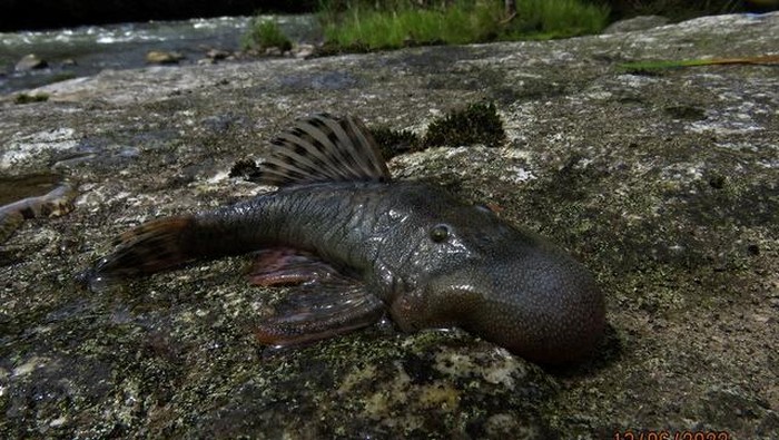 Potret Temuan Spesies Baru di Hutan Amazon Ilmuwan menemukan 27 spesies baru selama ekspedisi di hutan hujan Amazon Peru. Tim tersebut mengidentifikasi beberapa mamalia, ikan, amfibi, dan kupu-kupu baru.