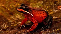 Spesimen Katak Bibir Putih Loreto (Leptodactylus rhodomystax).