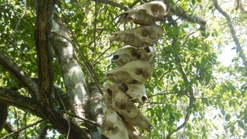 The Guardian melaporkan bahwa foto-foto baru tersebut diambil di tempat Funai secara berkala meninggalkan peralatan logam, parang, dan kapak. Barang-barang tersebut, yang dulunya digunakan untuk memancing orang agar melakukan kontak, kini digunakan untuk mencegahnya. Praktik ini, yang diterapkan di wilayah adat lainnya, mencegah masyarakat yang tidak terkontak dengan alam untuk pergi ke pertanian atau ke kamp penebangan pohon guna memperoleh peralatan. Foto: via Petapixel