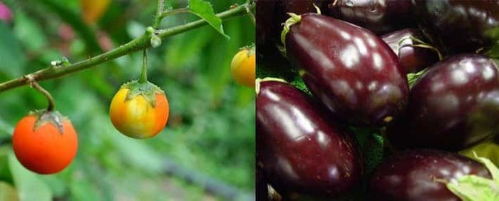 Unik! 10 Tampilan Pisang hingga Jagung Sebelum dan Sesudah Evolusi