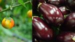 Unik! 10 Tampilan Pisang hingga Jagung Sebelum dan Sesudah Evolusi