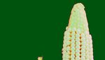 Unik! 10 Tampilan Pisang hingga Jagung Sebelum dan Sesudah Evolusi