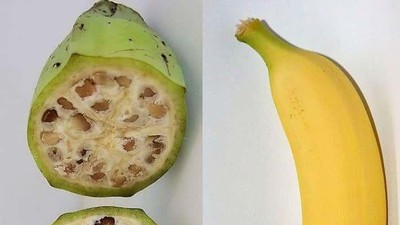 Unik! 10 Tampilan Pisang hingga Jagung Sebelum dan Sesudah Evolusi