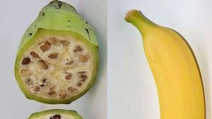Unik! 10 Tampilan Pisang hingga Jagung Sebelum dan Sesudah Evolusi