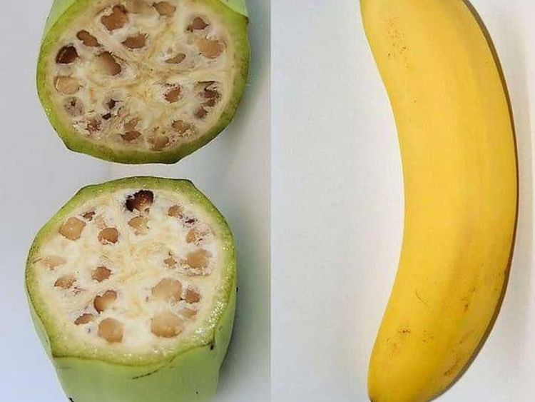 Unik! 10 Tampilan Pisang hingga Jagung Sebelum dan Sesudah Evolusi