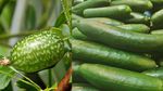 Unik! 10 Tampilan Pisang hingga Jagung Sebelum dan Sesudah Evolusi