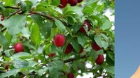 Buah plum juga telah berevolusi sampai seperti sekarang. Dulunya buah ini punya ukuran sangat kecil, sampai bisa disandingkan dengan ukuran buah anggur. Foto: ranker.com