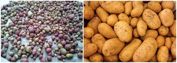 Unik! 10 Tampilan Pisang hingga Jagung Sebelum dan Sesudah Evolusi