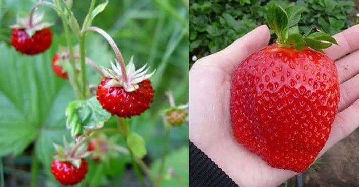 Unik! 10 Tampilan Pisang hingga Jagung Sebelum dan Sesudah Evolusi