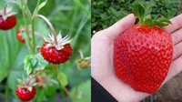 Perbedaan besar bisa terlihat dari buah stroberi yang asam manis menyegarkan ini. Stroberi yang tidak dibudidayakan memiliki bentuk yang lebih kecil daripadaya yang dibudidayakan. Foto: ranker.com