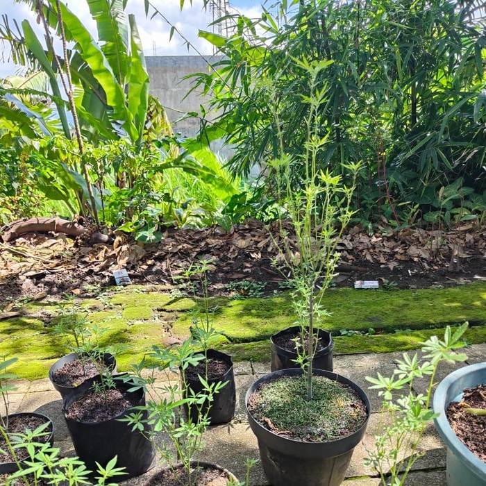 Warga malang tanam ganja di dalam rumah