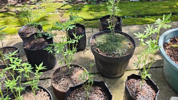 Warga malang tanam ganja di dalam rumah