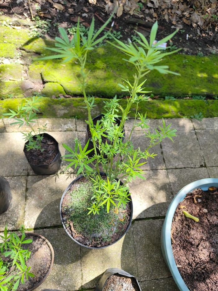 Warga malang tanam ganja di dalam rumah