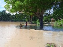 600 Ha Lahan Pertanian di Fahiluka Malaka Terancam Gagal Panen Akibat Banjir