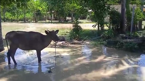 Rumah warga beserta ternak di Kabupaten Malaka, NTT, terendam banjir luapan Sungai Benenain, Minggu (29/12/2024).