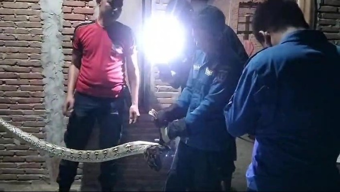 Damkar evakuasi ular sanca masuk rumah warga di Polman.
