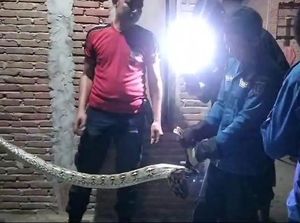 Mengerikan! Ular Sanca 2,5 Meter Muncul di Plafon Rumah Warga di Polman