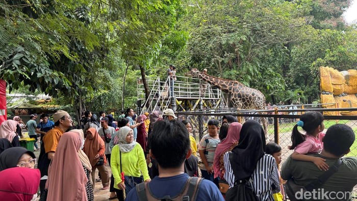 kebun binatang surabaya membeludak saat libur nataru 2025