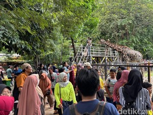 Lebih 19 Ribu Pengunjung Padati Kebun Binatang Surabaya saat LIburan Nataru