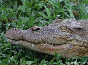 Melihat Koleksi Buaya Bandung Zoo, Ada yang Usianya Sudah 39 Tahun Lho